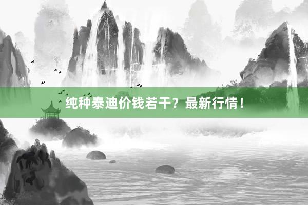 纯种泰迪价钱若干？最新行情！